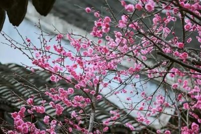 梅花的开放时间,一般为1-3月份