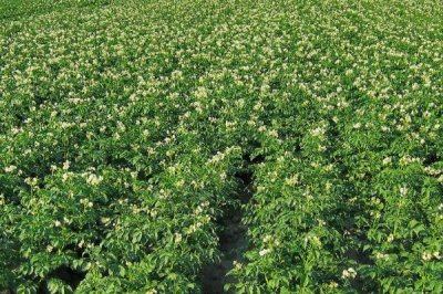 河南秋季何时适合种植土豆,一般为8-9月份