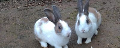 宠物兔的价格,不同的品种其价格有所差异