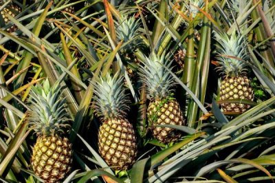 菠萝如何挑选,夏季的菠萝最好
