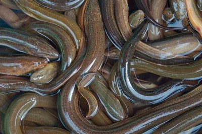 玻璃鳗介绍,玻璃鳗为鳗鱼的一个生长发育阶段