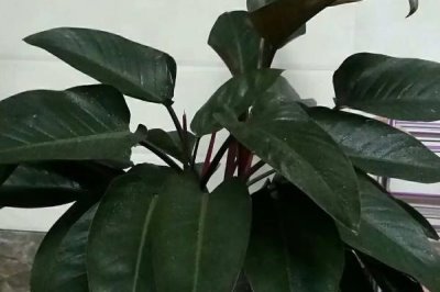 红钻花如何养殖,在生长过程中需要充足的光照