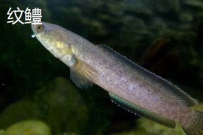 黑鱼有哪些品种，是常见的肉食性淡水鱼类