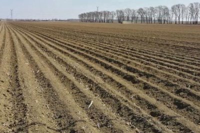 种植龙眼怎么育苗,需经过浸种催芽后再播种