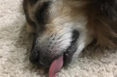 犬肺动脉瓣狭窄的症状,表现为运动时呼吸困难、肝脏肿大等