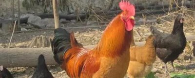 土鸡生的蛋是软皮蛋是怎么回事,缺乏钙、磷或维生素D导致