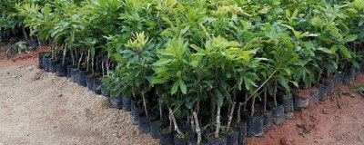 杨梅苗的价格,价格在4-300元一棵不等