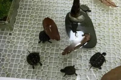 养龟为什么容易亏损,技术含量和龟苗品种是关键
