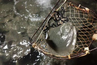 农村养多宝鱼是否赚钱,每种养殖方式的效益都不同