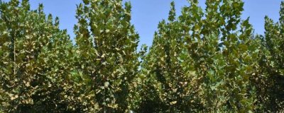 法桐的施肥技术，实行圃地施肥是重要的环节