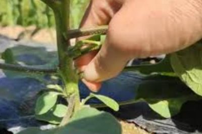 怎样种茄子才能高产,最好在5-6月份进行种植