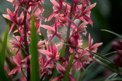 墨兰冬季长花苞可以施肥吗，温度维持在10℃可施肥