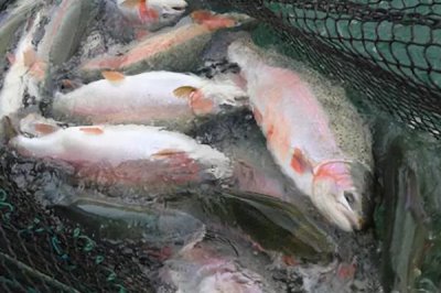 三文鱼可以淡水养殖吗，可以淡水养殖但需保证含氧量