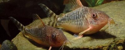 鼠鱼养几条比较好，根据鱼缸大小来选择