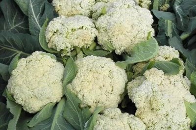 花菜怎样清洗,用牙刷在流水下轻刷再用盐水浸泡