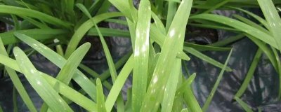 韭菜灰霉病如何用药防治，发病初期可用速克灵烟剂进行烟熏