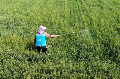 使用阿维菌素要注意什么,随配随用并且在傍晚打药