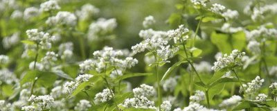 荞麦的产地，在我国主产于陕西、甘肃、山西等省份