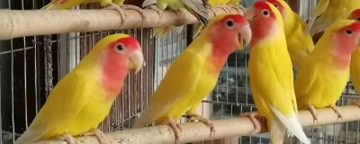 养殖鹦鹉要办理哪些手续,有动物防疫合格证、工商营业执照等