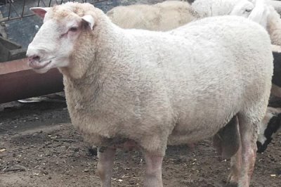 种羊如何挑选,体型匀称且结实的为佳