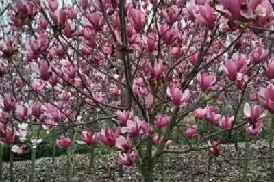 紫玉兰的花期,一般是在3-4月