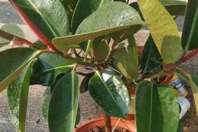 怎么养橡皮树，幼株每隔一年更换一次盆土