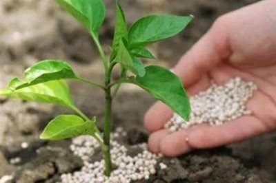 吡虫啉怎么使用,常采取拌种、灌根、穴施等方法