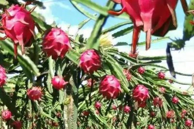 火龙果的产地,主要生产地区在越南、泰国等地