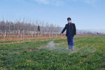 专治芦苇和茅草用哪种除草剂，可以使用高效氟吡甲禾灵