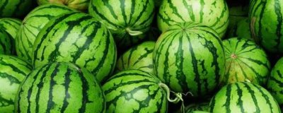 哪个品种的西瓜种子好,可根据当地气候条件选种