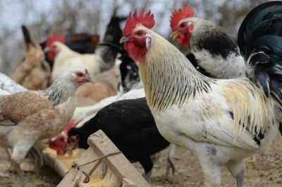 农村挣钱快的创业项目,这几个近年来发展的不错