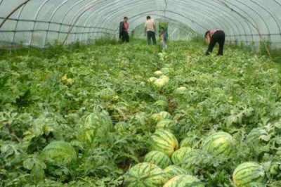 西瓜一年能种多少次，一年可以播种三次