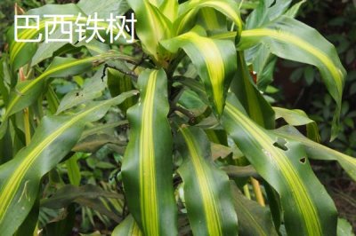铁树的种类,常见的有巴西铁树、海南苏铁等