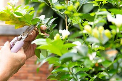 如何扦插茉莉花可提高成活率，使用疏松肥沃的土壤有助于植株生根