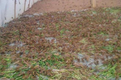 蚂蚱吃什么东西，一般以植物叶片为食