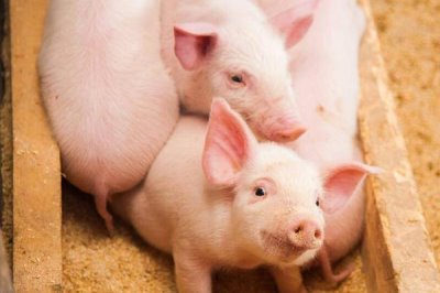 20多斤小猪拉稀怎么办,可选择静脉注射药物或服药