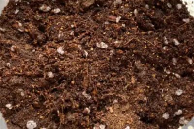 怎么养殖四季小玫瑰，平时每个星期浇水1-2次