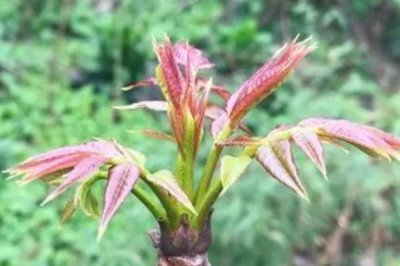 椿芽的选购技巧，在四月初中旬时购买为佳