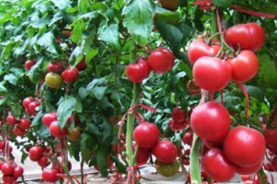 怎么防治番茄缺素症,缺氮可喷施尿素溶液