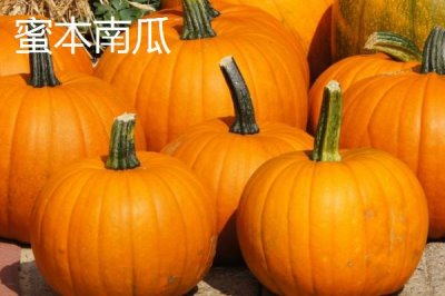 我国有哪些本土南瓜品种,蜜本南瓜可抗病毒病