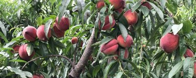 血桃的成熟时间，一般在5-6月份成熟上市