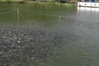 养殖草鱼的要求，水质的酸碱值要保持在7.5-8.5