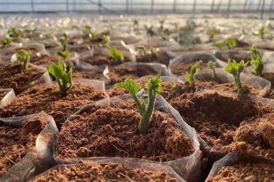 佛手瓜怎么种植，用温水浸种1小时再播种