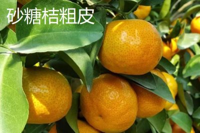沙糖桔起沙和粗皮的区别，果皮厚度不同