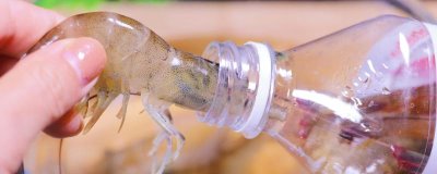鲜虾的保存方法,可使用塑料瓶、保鲜盒、保鲜袋进行保存