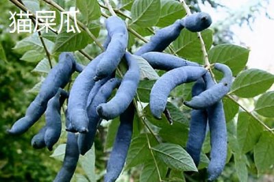 哪些水果的种植前景比较好，当年种植羊奶果可在翌年收获