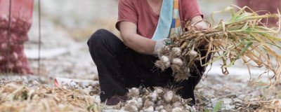 金乡大蒜什么时候收获,叶子开始转黄时进行收获