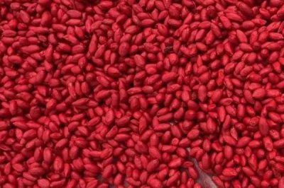 常见的种衣剂类型，可按形态、用途、使用时间、适用作物分类