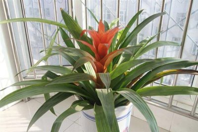 鸿运当头花干了如何修剪，要将其从下方剪掉