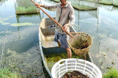 养殖黄鳝的误区，容易出现种苗选购不当、饲料选取不当等问题